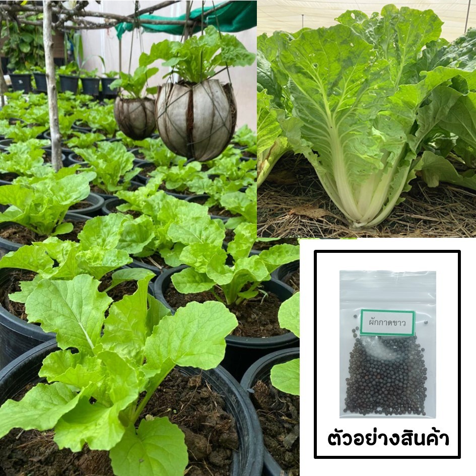 เมล็ดผักกาดขาว 200 เมล็ด   ซื้อ 10 แถม 2 คละได้   เลือกของแถมได้ คิดถึงเมล็ดผัก คิดถึง skinsun – โปรปัง