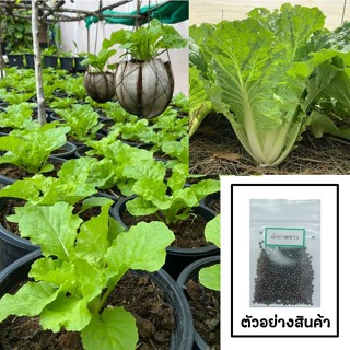เมล็ดผักกาดขาว 200 เมล็ด 🌱 ซื้อ 10 แถม 2 คละได้ 💥 เลือกของแถ…