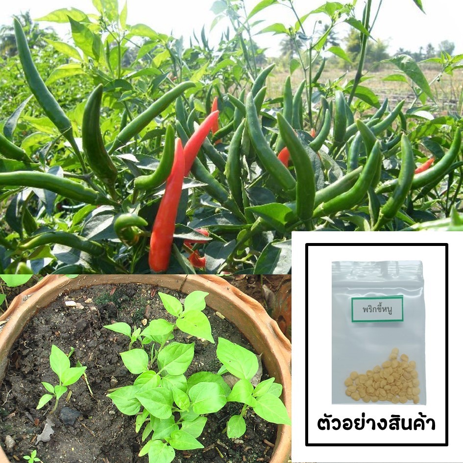 เมล็ดพริกขี้หนู 20 เมล็ด 🌱 ซื้อ 10 แถม 2 คละได้ 💥 เลือกของแถมได้ คิดถึงเมล็ดผัก คิดถึง skinsun