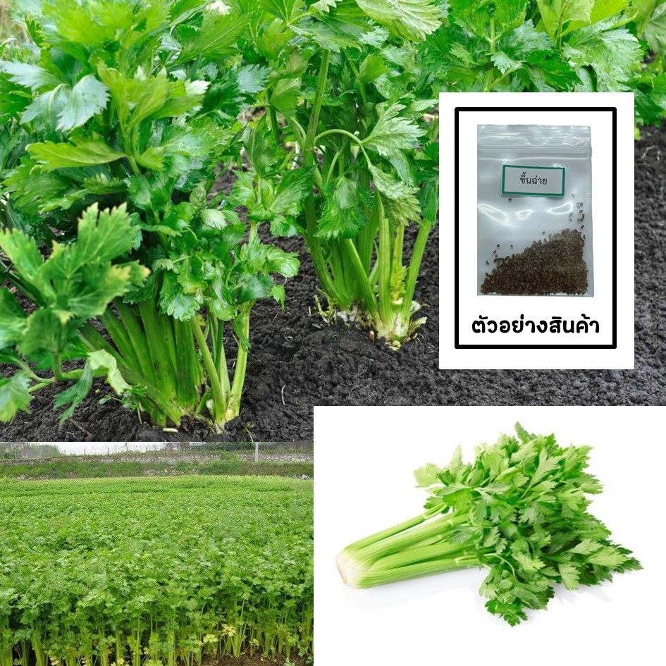 เมล็ดขึ้นฉ่าย 300 เมล็ด 🌱 ซื้อ 10 แถม 2 คละได้ 💥 เลือกของแถมได้ คิดถึงเมล็ดผัก คิดถึง skinsun