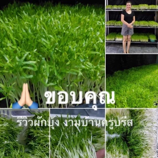 เมล็ดผักบุ้ง,เมล็ดผักบุ้งงอก ทำต้นอ่อน ต้นโต้ได้ สายพันธ์แก้ว ต้นอ่อนอวบใหญ่ น้ำหนักดี