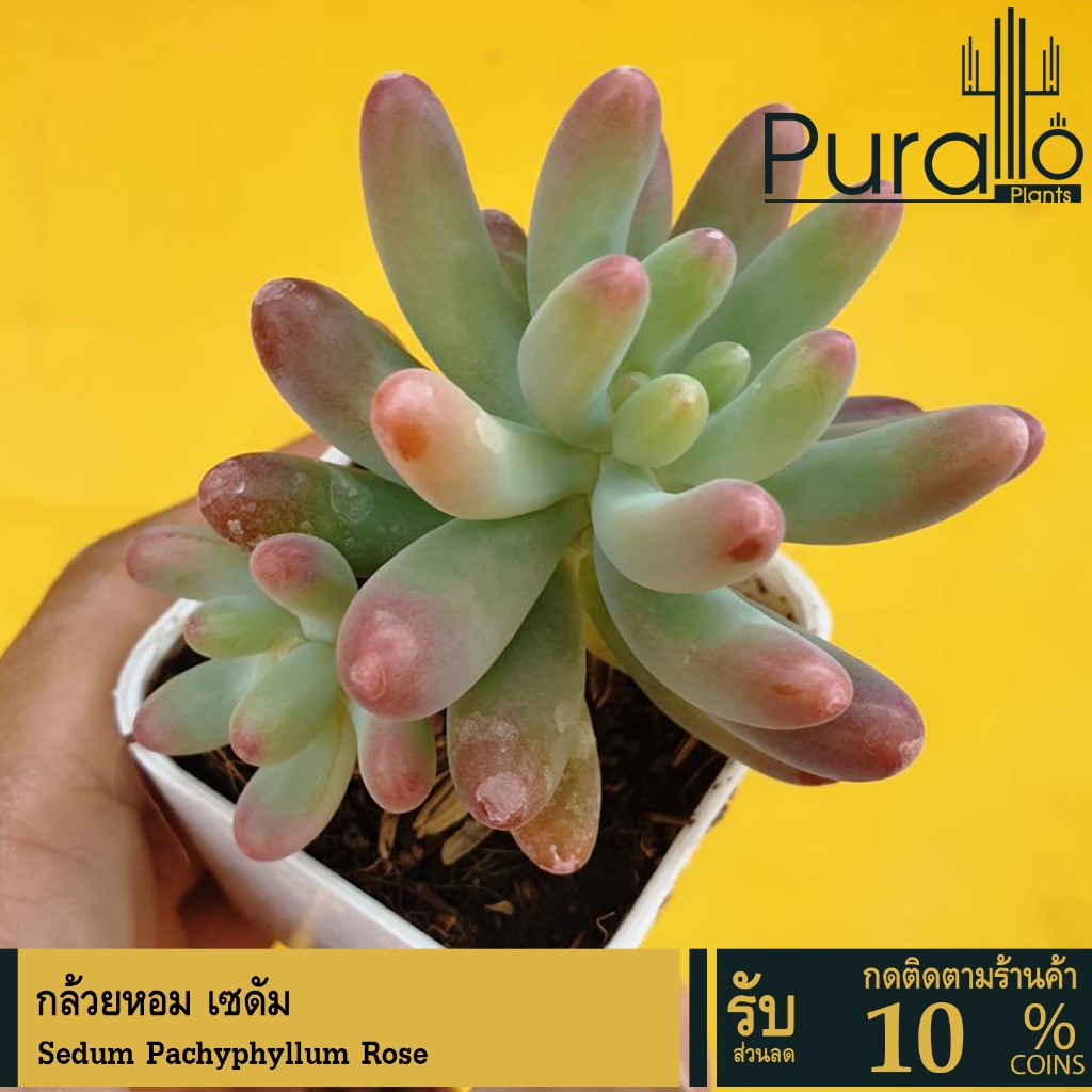 ต้นไม้อวบน้ำ กุหลาบหิน กล้วยหอม Sedum pachyphyllum #succulent #กุหลาบหิน #Jelly #Sedum