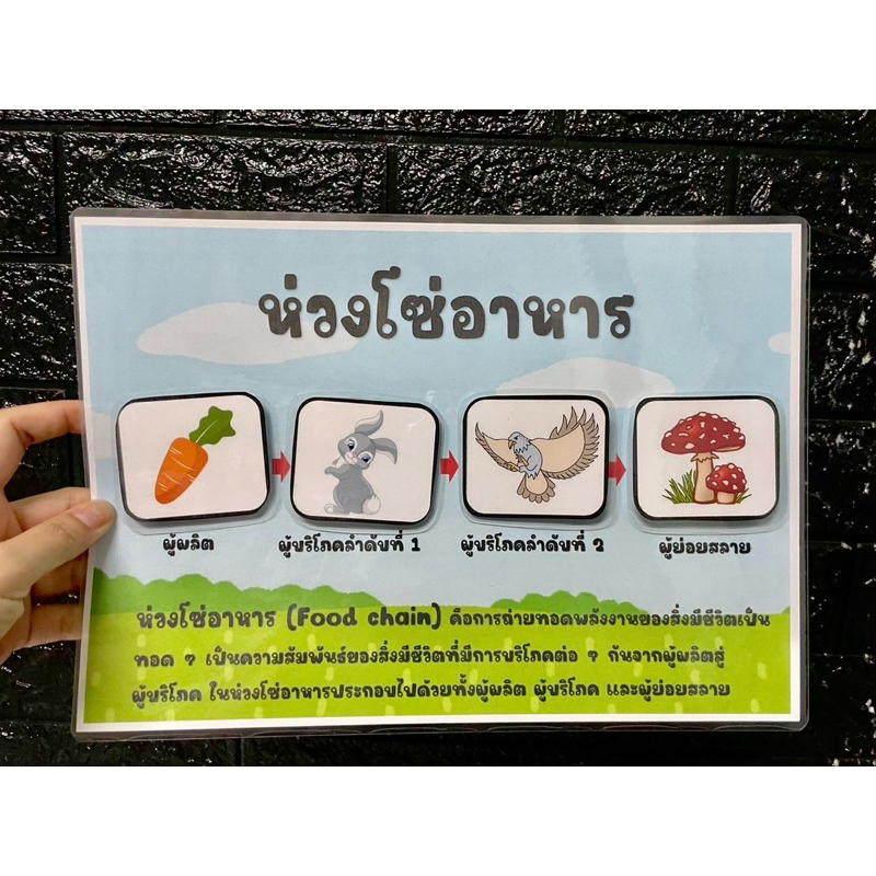 สื่อการสอนห่วงโซ่อาหารขนาดใหญ่ (ซื้อเป็นชุดถูกลง 50฿) ราคา ถูกที่สุด ดีลบีเคเค แกลเลอรีภาพที่ 6