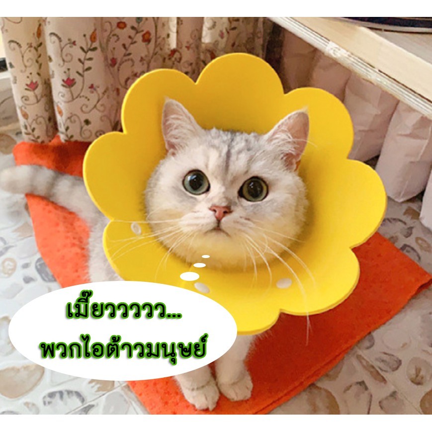 คอลล่าแมว ปลอกคอกันเลีย คอลล่าหมา สุนัข ปลอกคอดอกไม้ คอลล่าดอกไม้