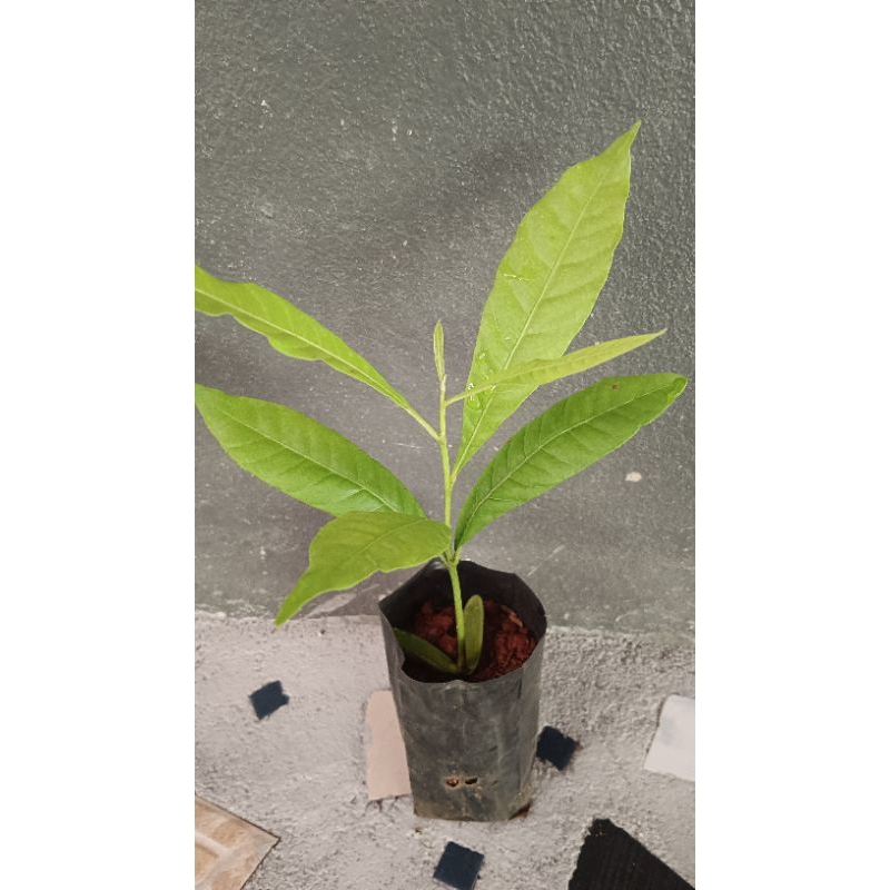 🍋ต้นชำเอบิว(Abiu)บรรจุถุงชำ ขนาดประมาณ 20เซน🍋