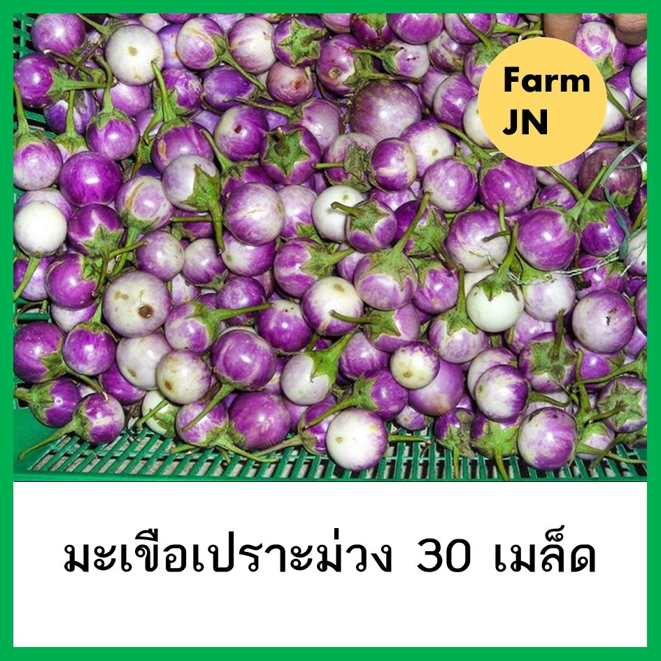 เมล็ดมะเขือเปราะม่วง เมล็ดผักสวนครัว  10 แถม 1