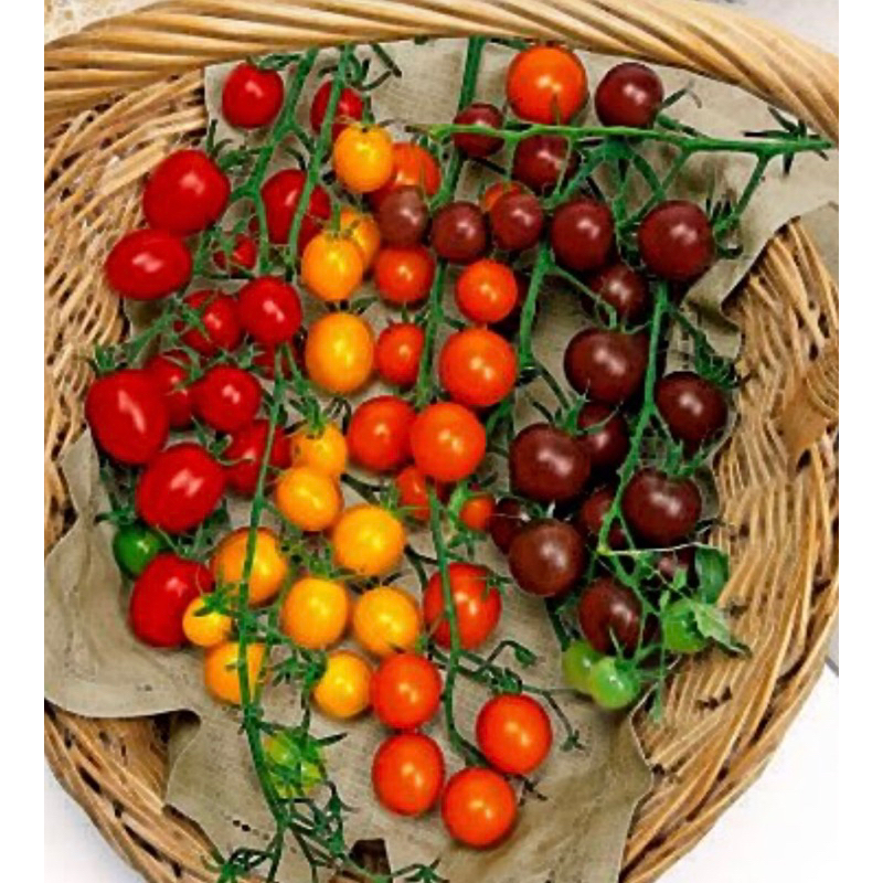 ต้นกล้า มะเขือเทศ 🍅รวมชนิดรวมสี พร้อมปลุก (Tomato seedlings)