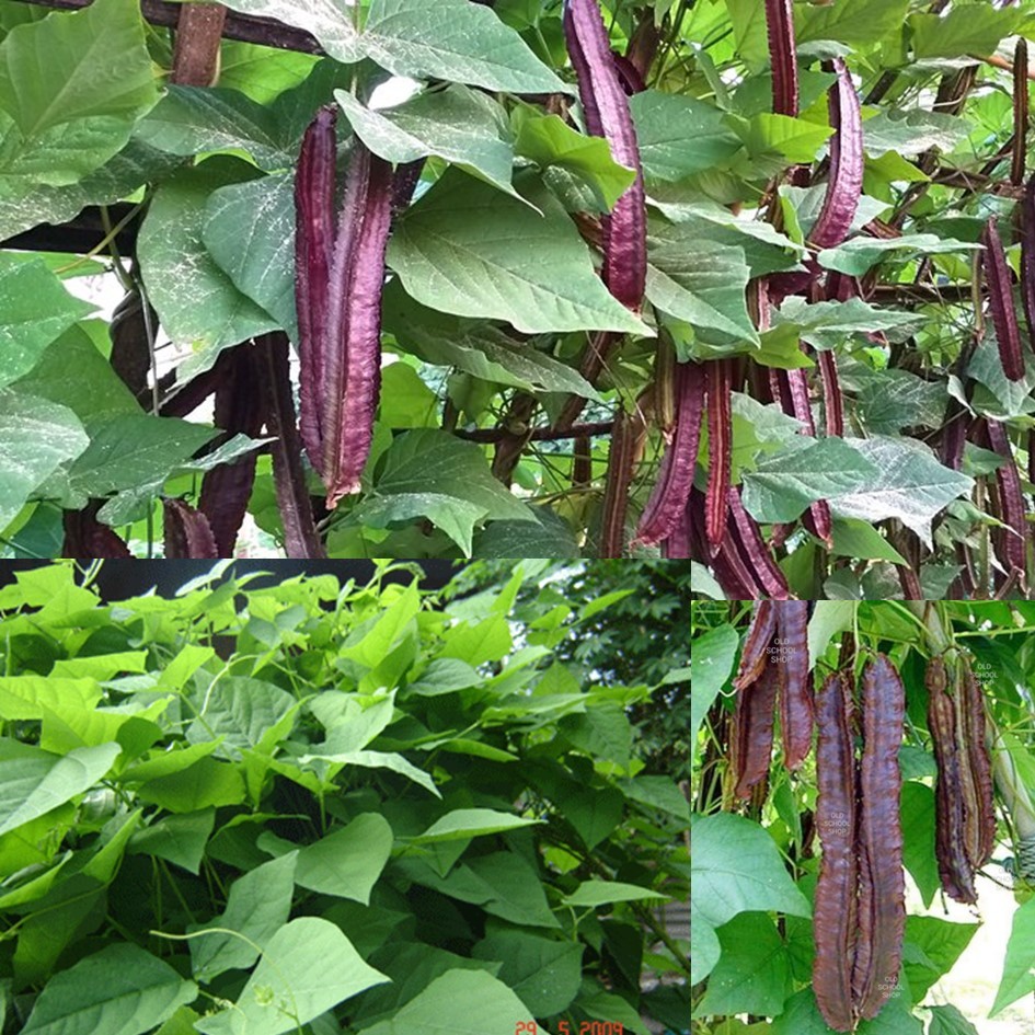 เมล็ดถั่วพูสีม่วง 5 เมล็ด   ซื้อ 10 แถม 2 คละได้   เลือกของแถมได้ คิดถึงเมล็ดผัก คิดถึง skinsun – โปรปัง