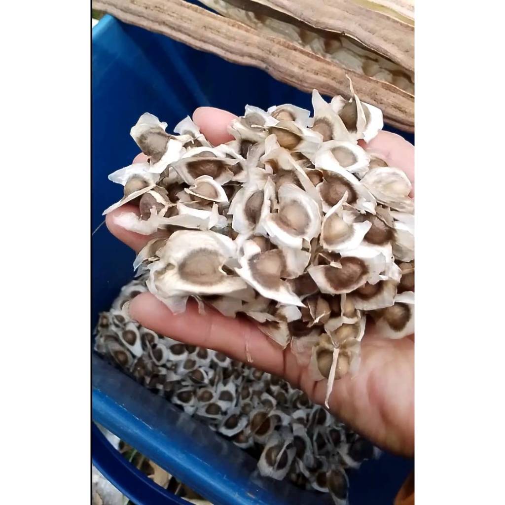 เม็ดมะรุมแห้งฝักใหญ่ยาว 50 เม็ด