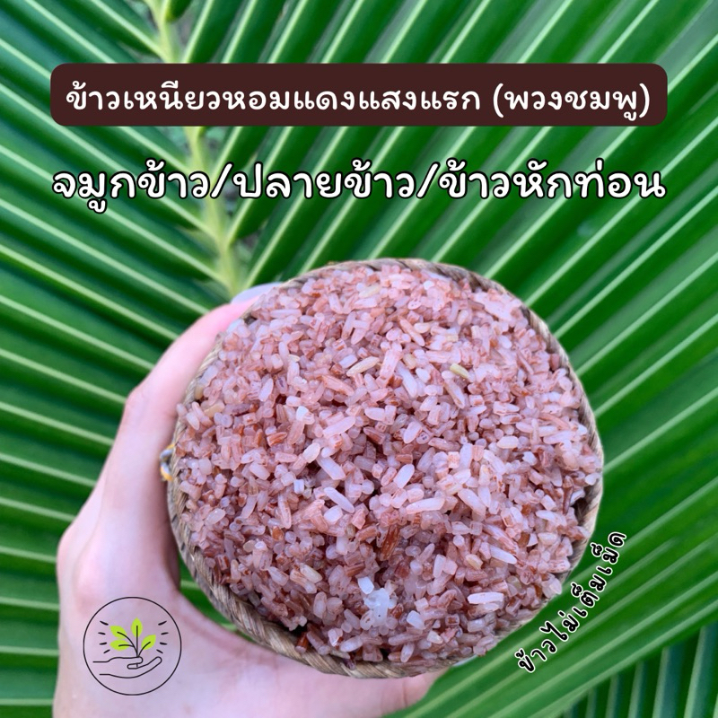 ข้าวหักท่อน/ปลายข้าว/จมูกข้าว/ข้าวไม่เต็มเม็ด ข้าวเหนียวหอมแดงแสงแรก(ข้าวพวงชมพู) ข้าวใหม่