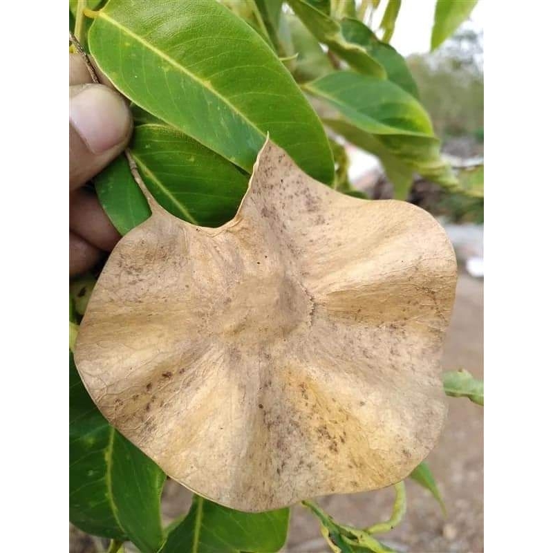 ประดู่ป่า ขายเมล็ดแบบทั้งปีก 1 ชุด 50 บาทบรรจุ 200 ผล(สำหรับปลูกหรือเพื่อเรียนรู้หรือทำงานประดิษฐ์)