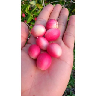 ส้มหาวมะนาวโห่ เก็บสด ผลสีชมพูขาว 1 กิโล