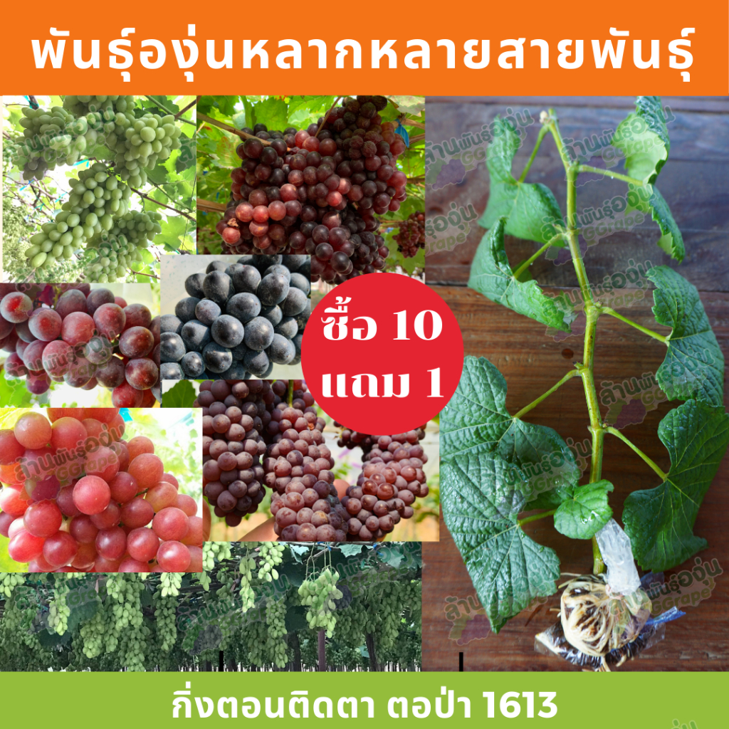 ต้นพันธุ์องุ่น ติดตา หลากหลายสายพันธุ์ พร้อมส่ง ซื้อ 10 แถม 1 กิ่งตอนตอป่าติดตา 1613