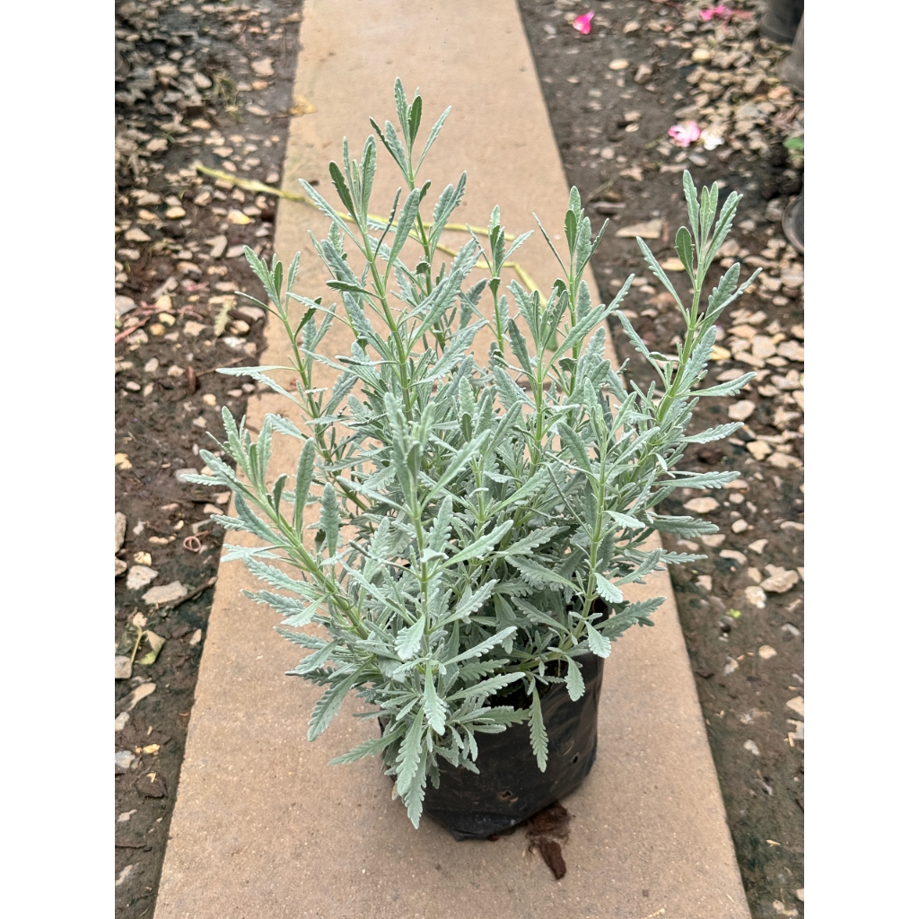 มุมมอง 3