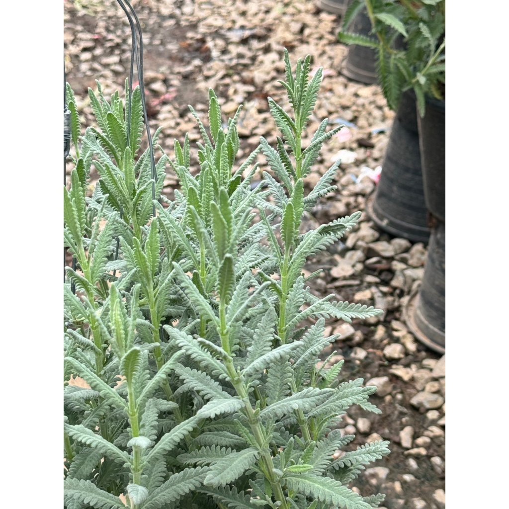 มุมมอง 3