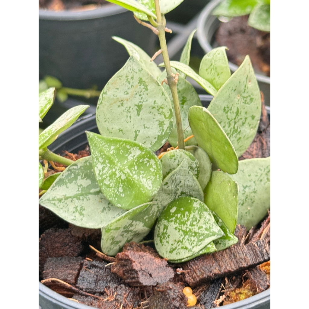 มุมมอง 5