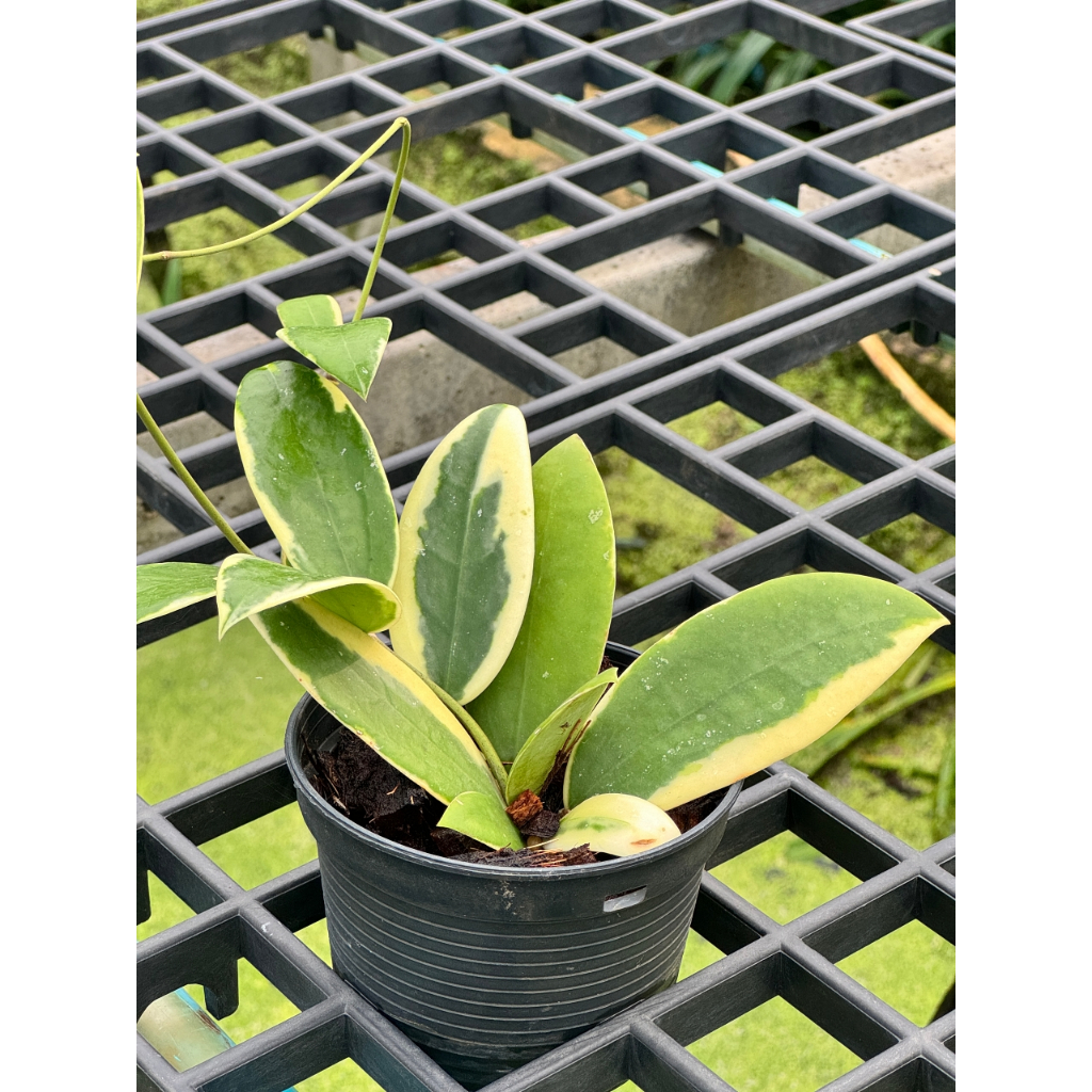 มุมมอง 2