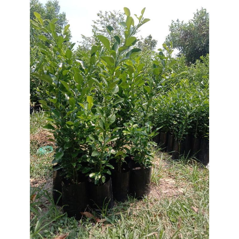 ต้นมะกรูดหอมเพาะเมล็ดไซส์ใหญ่จัมโบ้ถุงละ 60 บาท