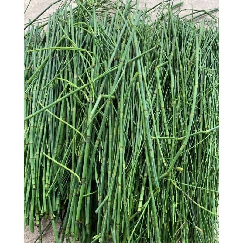 หญ้าถอดปล้อง,Horsetail ตัดสด 1กก. #สมุนไพร