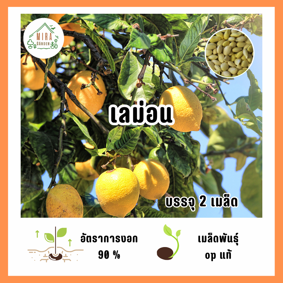 เมล็ดพันธุ์ เลม่อน (Lemon) บรรจุ 2 เมล็ด