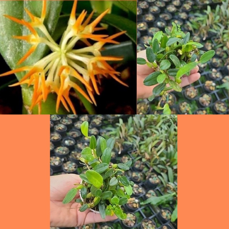 กล้วยไม้ สิงโตนพรัตน์ Bulbophyllum concinnum ไม้จิ๋วดอกน่ารัก