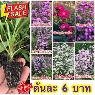 ต้นมากาเรตพันธ์ไทย+คัสเตอร์ เพาะชำแล้ว