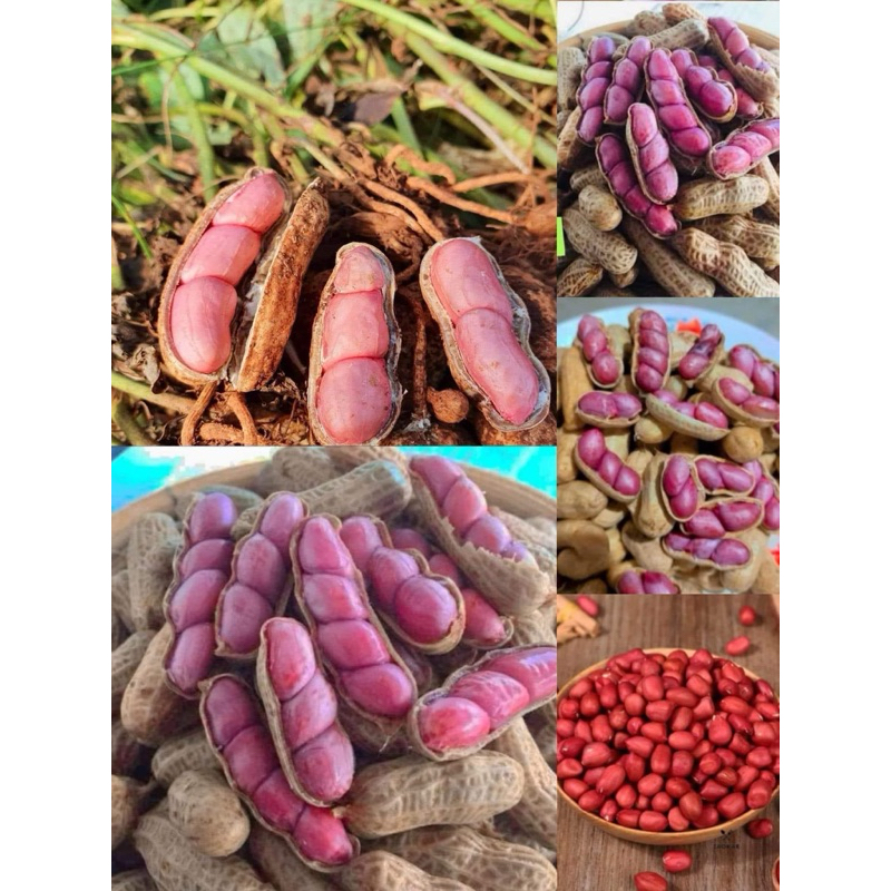 เมล็ดพันธุ์ถั่วลิสงแดง ฝักใหญ่ รสชาติหวานมันเนื้อนุ่ม พื้นที่น้อยก็สามารถปลูกได้เป็นพืชเศรษฐกิจสั่ง2ซอง แถม1ซอง