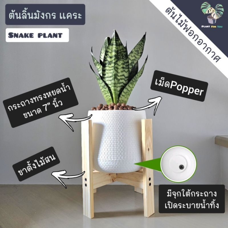 💤🤍ต้นเดหลี Peace Lily พร้อมกระถาง+เม็ดPopper+จานรอง+ขาตั้งไม้สน (ต้นไม้ฟอกอากาศ)
