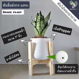 💤ลิ้นมังกรแคระ (ใหญ่XL) ต้นสูง15+ซม. (ต้นไม้ฟอกอากาศ)  พร้อม…