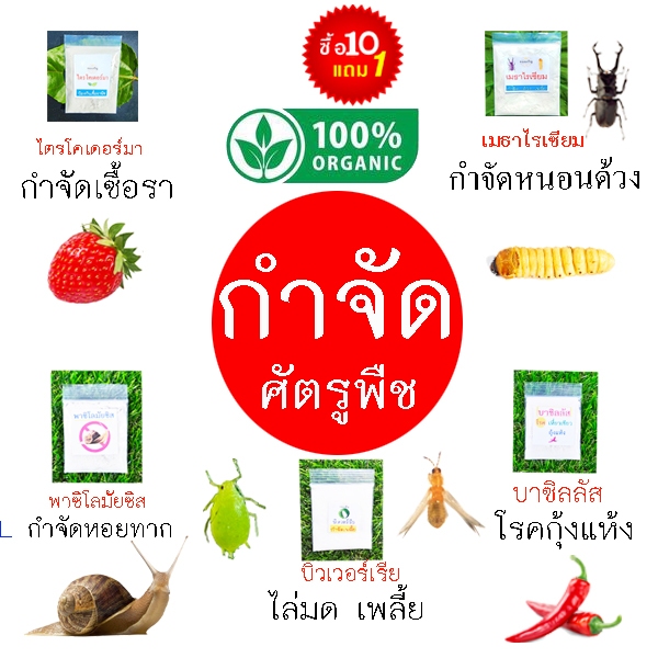 ชีวภัณฑ์ กำจัดแมลง โรคพืช📌10แถม1!!🎯ถูกที่สุด10 บ.📌ชีวภัณฑ์กำจัดศัตรูพืชออร์แกนิคส์🌱ไตรโคเดอร์มา🎈เมธาไรเซียม🌱บิวเวอร์เรีย