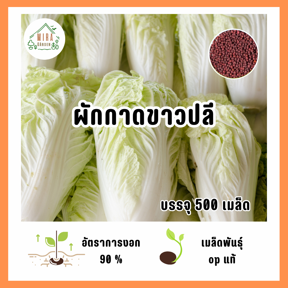 เมล็ดพันธุ์ผักกาดขาวปลี  บรรจุ 500 เมล็ด