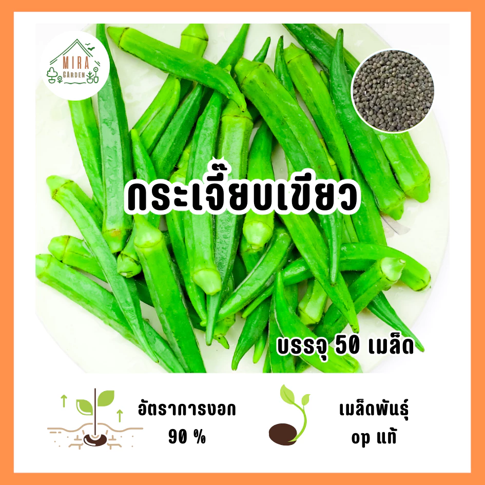 เมล็ดพันธุ์กระเจี๊ยบเขียว บรรจุ 50 เมล็ด