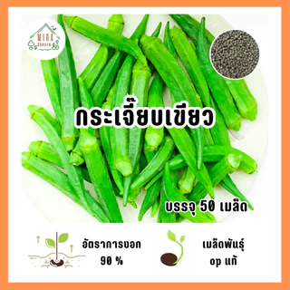 เมล็ดพันธุ์กระเจี๊ยบเขียว บรรจุ 50 เมล็ด