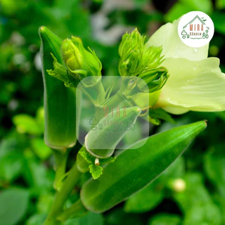 เมล็ดพันธุ์กระเจี๊ยบเขียว บรรจุ 50 เมล็ด