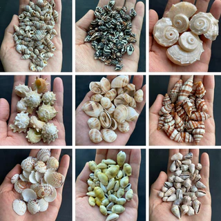 วัสดุตกแต่ง DIY เปลือกหอยสังข์ธรรมชาติ 50g หอยสังข์ขนาดเล็กต่างๆ วัสดุงานฝีมือจากเปลือกหอย