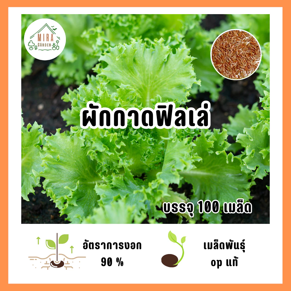 เมล็ดพันธุ์ ผักกาดฟิลเล่ บรรจุ 100 เมล็ด
