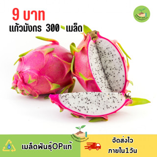 9บาท เมล็ดพันธุ์แก้วมังกร 300 เมล็ด
