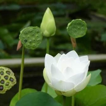 เมล็ดบัวหลวง ดอกใหญ่ บัวหลวง ดอกบัว เม็ดบัว สวนบัว บัวขาว ซองละ 8 เมล็ด