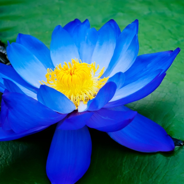 3 เมล็ด บัว สีน้ำเงิน ดอกใหญ่ สายพันธุ์บัว Lotus seeds