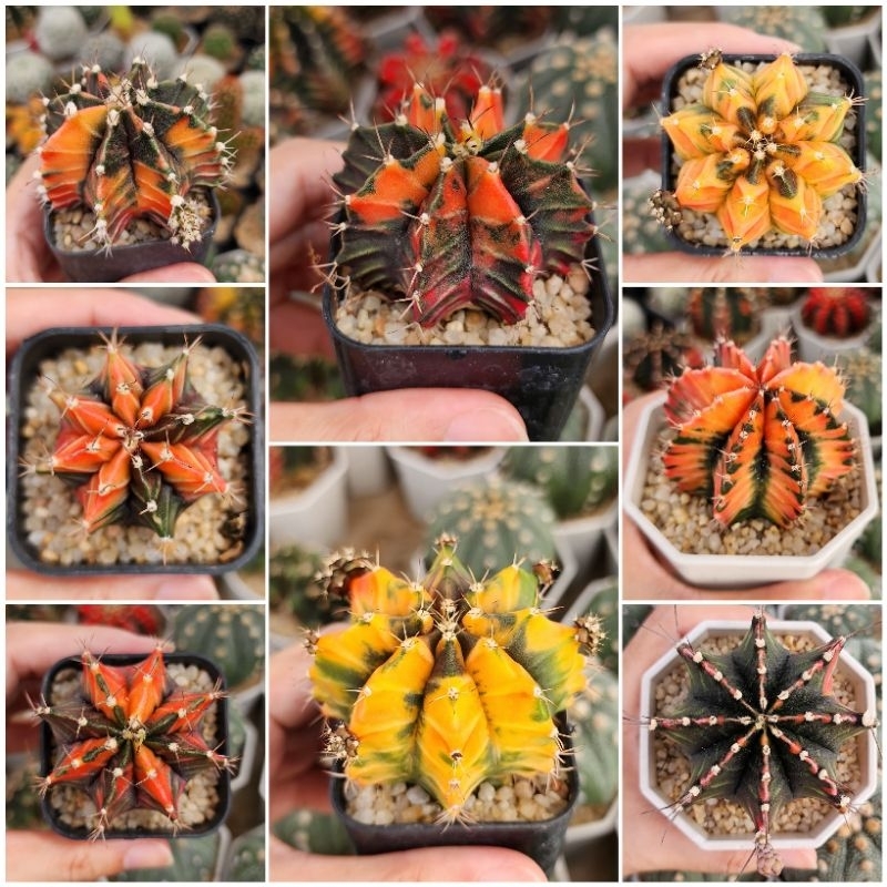 แคคตัส ยิมโน (ส่งทั้งกระถาง ) กระบองเพชร ยินโนด่าง cactus Gymnocalycium รูทเบียร์ มัลติคัลเลอร์