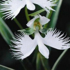 20 เมล็ดกล้วยไม้ Japanese Radiata Seeds White Egret Orchid Seeds