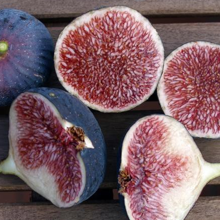 Figs ต้นมะเดื่อฝรั่ง พันธุ์ Dauphine (ดอร์ฟิน) อร่อย หวาน หอมมากๆ ต้นสมบูรณ์มาก รากแน่นๆ จัดส่งพร้อมกระถาง 6 นิ้ว ลำต้นส