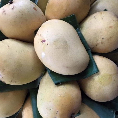 ต้นมะม่วง พันธุ์ ยายกล่ำ Yaiglam Mango ทาบกิ่ง จัดส่งพร้อมถุงชำ 6 นิ้ว ลำต้นสูง 70-80 ซม