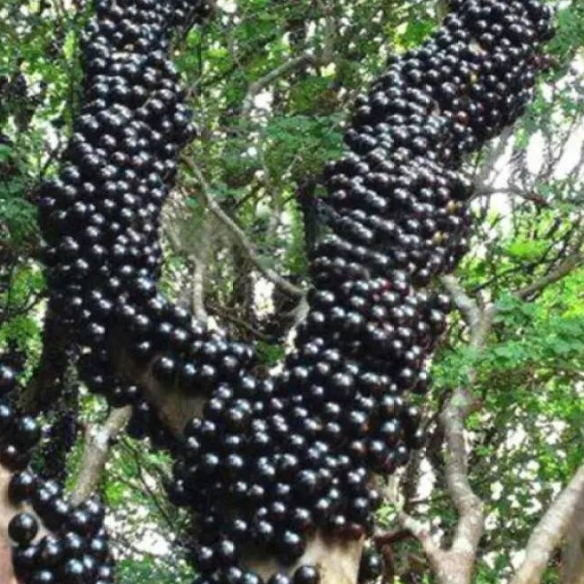 ต้นองุ่นพันธุ์ บราซิล (Jabuticaba) ต้นองุ่น สามารถปลูกในประเทศไทยได้เป็นอย่างดี รสหวาน นิยมนำมาทำไวน์ หรือรับ