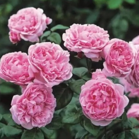 เมล็ดพันธุ์ กุหลาบ อังกฤษ พันธุ์ Bishop's Castle Rose Seeds 5 เมล็ด