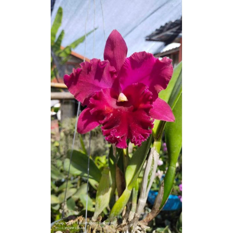 กรุงศรีเรด ดอกใหญ่ กลิ่นหอม ต้นไม่ติดดอกขนาดต้นพร้อมเริ่มให้ดอก กระถาง3"ครึ่ง