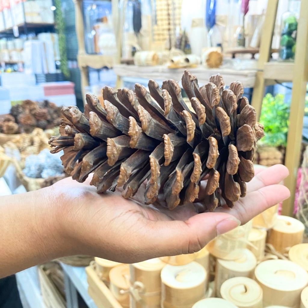 ลูกสนตกแต่ง ลูกสนธรรมชาติ ลูกสนขนาดใหญ่ ลูกสนลับฟันสัตว์เลี้ยง พร๊อพตกแต่ง ตกแต่งบ้าน