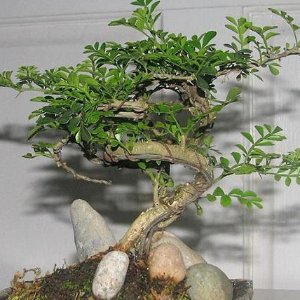 1 ต้น มะสังดัด มะสังแคระ บอนไซ Feroniella lucida Scheff Swingle ลำต้นสูง 20 ซม