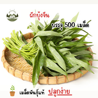 ผักบุ้งจีน บรรจุ 500 เมล็ด