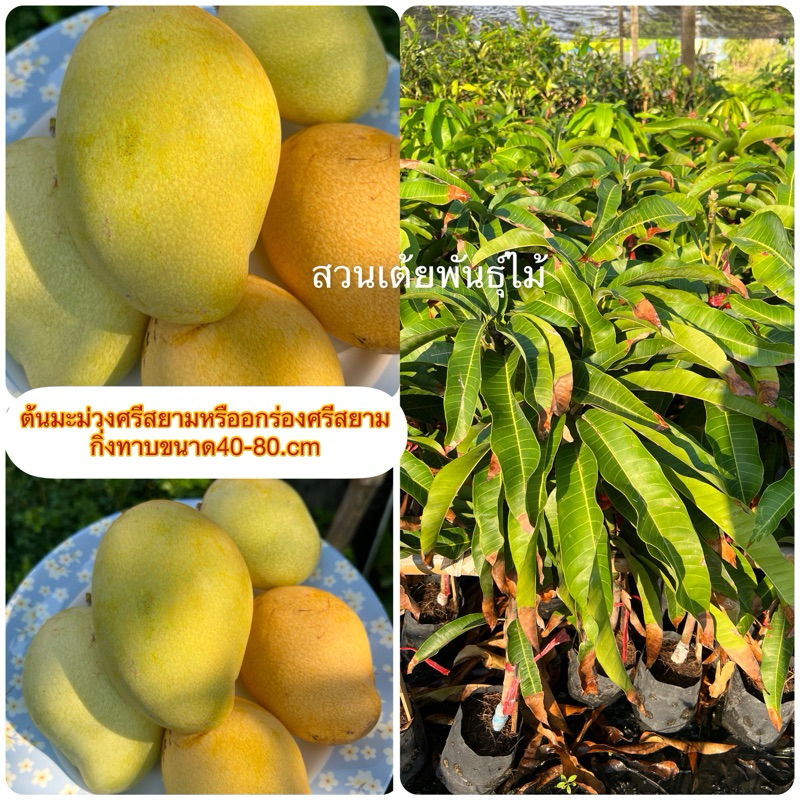 ต้นมะม่วงศรีสยามหรืออกร่องศรีสยาม กิ่งทาบขนาด40-80.cm ผลสุกรสชาติหวานทานกับข้าวเหนียวมะม่วงได้